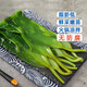 漁人百味鹽漬海帶頭5斤新鮮食材厚海帶海白菜榮成海帶片海帶絲海帶苗3/1斤 1000g 簡裝 鹽漬小海帶苗