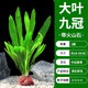 瘋狂水草九冠草魚缸水草入門魚缸造景植物火山石大葉九冠*2棵源頭直發(fā)包郵