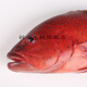 當天現(xiàn)捕紅東星斑新鮮斑魚順豐鮮活石斑魚750g鮮木