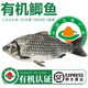太湖?！居袡C(jī)淡水魚(yú)】南都湖河鮮 三去生鮮魚(yú)類(lèi)海鮮水產(chǎn) 有機(jī)鯽魚(yú)（500g/袋*5袋）