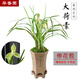 華香園 華香園蘭花 春劍大荷素 春劍 蘭花苗 濃幽香型 帶花苞 春劍大荷素 1棵4苗 帶花苞 裸根發(fā)貨