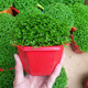 沃繡 翠云草盆栽室內(nèi)觀葉植物花卉 綠地球 幸福草小盆栽綠植 中翠云 原盆發(fā)貨