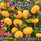 山味黔屋【順豐速配】現(xiàn)貨貴州特產(chǎn)新鮮野生刺梨鮮果可榨汁泡酒泡茶曬干果 刺梨鮮果5斤裝