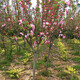 鼎曳高桿海棠樹(shù)苗西府海棠垂絲北美海棠大樹(shù)花卉庭院別墅地栽耐寒植物 西府海棠 推薦4公分粗1.5-1.7米高