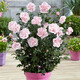 虹越（HONGYUE）花園新品木槿盆栽苗 多品種可選庭院花灌木植物【HN木槿】粉雪紡（2加侖帶盆）
