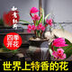百鳥朝鳳花四季開花濃香型蘭花苗金邊矮種線藝當年開花室內(nèi)花卉 如意紅荷 3苗連體 送藥肥