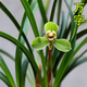 玫絢蘭花 春蘭老八種蘭花苗宋梅辦公室內庭綠植盆栽花卉 精品萬(wàn)字 老種3苗