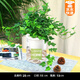 綠有意金邊常春藤盆栽水培花卉植物室內(nèi)垂吊蘭綠植好養(yǎng)常青長青藤 精品120#常春藤15-20cm【早安盆 帶盆栽好