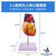 藍蝶教學(xué)1:1自然大人體心臟解剖結構模型 B超彩超心臟超聲科 可拆卸成人心臟循環(huán)系統心內科心臟血管 自然大心臟（帶34標識）