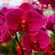 意軒蝴蝶蘭苗室內桌面花卉綠植盆栽 蝴蝶蘭花苗蘭花觀(guān)花盆栽君子蘭苗 紫紅蝴蝶蘭+透明原盆+原土