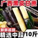 儲(chǔ)褚正宗廣西黑皮甘蔗 新鮮水果脆皮孕婦甘蔗整根當(dāng)季整箱包郵 5斤【精選中斷送削皮刀】