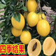 黃晶果樹苗庭院盆栽地載黃寶石冬蜜黃晶果6號南方種植當年結(jié)果 黃寶石6號黃晶果苗 四年苗