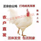 純白無(wú)雜毛白公雞散養正宗活體老公雞藥引公雞 4斤白公雞1只【會(huì )打鳴】