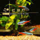 魚(yú)官兒 群游活體觀(guān)賞魚(yú)紅綠燈寶蓮燈鉆石燈魚(yú)小型熱帶魚(yú)適合新手闖缸魚(yú) 1-1.5cm小紅綠燈10條