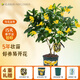 花點(diǎn)時(shí)間四季桂花樹辦公室花卉盆栽室內(nèi)綠植客廳盆景植物中秋教師節(jié)送禮物 【花開富桂】爆花款-5年壯苗
