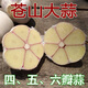 七葉島 山東沂蒙山正宗蒼山四六瓣大蒜 1500g 老品種精選四五六瓣中大果【可吃可種，9月底種植】