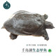 千島湖生態(tài)甲魚足年足齡生長(zhǎng)中華鱉活體 大老鱉活體王八清水鱉 鮮活 7齡1500g鮮活公鱉 生態(tài)甲魚-鮮活到家