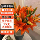 耘淘秋冬季室外耐寒百合花種球帶芽香水百合種球室內盆栽四季開(kāi)花花卉 橙百合3球+有機肥+營(yíng)養液