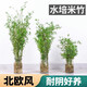 臨雅水培米竹帶根竹子盆栽綠植物室內客廳水養南天竹小型鳳尾觀(guān)賞竹苗 米竹30-40cm左右-單植物