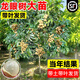 龍眼樹苗石硤大烏圓四季龍眼果樹果苗桂圓樹苗盆栽庭院龍眼樹大樹 石硤龍眼 兩年苗