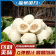 迷你福州特產(chǎn)魚丸魚糜正宗包心丸子火鍋食材關(guān)東煮冷凍福州魚丸 包心魚丸1包（450g）