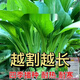 多枝多芽菜心種多子多福甜菜心種廣東菜芯菜苔籽蔬菜種春秋四季 精選3888粒成活率98%好吃 超高發(fā)芽率【超多枝芽】多籽多福
