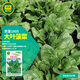 京研菠菜種子趴地菠番杏春秋紅根大圓葉菠菜越冬越夏農(nóng)科院蔬菜種籽孑 京菠1905（20克）1袋