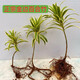 正宗金邊百合竹真綠植高端植物客廳陽(yáng)臺正品懶人清倉直發(fā)耐熱陽(yáng)光 1顆高度15-20cm土球發(fā)貨