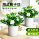 愛(ài)優(yōu)尚梔子花小盆栽室內濃香花卉綠植庭院四季開(kāi)花鮮花源頭直發(fā)