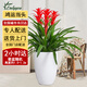 Only you【兩小時(shí)達】發(fā)財樹(shù)大型綠植花卉室內客廳辦公室開(kāi)業(yè)開(kāi)業(yè)喬遷送禮 三株鴻運當頭