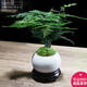 幼薇文竹盆栽植物室內綠化四季迷你辦公室綠植擺件桌面好養創(chuàng  )意小盆景 文竹+白色琉璃冰裂瓷盆+圓形底盤(pán) 帶盆栽好