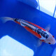 【包活包損】錦鯉活魚(yú)觀賞魚(yú)活體好養(yǎng)耐活冷水淡水魚(yú)日系錦鯉金魚(yú) 3條秋翠錦鯉 18--20cm