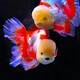 AIPHAROW精品泰獅金魚活魚獅子頭小金魚好養(yǎng)耐活易養(yǎng)活冷水包金元寶觀賞苗 7-8cm精品娃娃臉紅白泰獅 1條