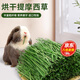 提摩西草烘干幼兔兔糧牧草干草 紫花苜蓿草飼料龍貓荷蘭豬磨牙草 提摩西草 500g/箱(適合6月以上)