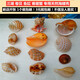 藍(lán)海精靈 天然大海螺  三湖j卷貝魚卵孵化躲避魚缸水草螺 寄居蟹替換殼 全套9只 6-13cm左右