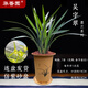 華香園【吳字翠】墨蘭過年開花蘭花濃香帶花苞辦公室內(nèi)盆栽盆景多肉耐陰 吳字翠7苗帶盆(黃色盆)不帶花苞