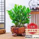 金錢樹(shù)盆栽植物室內(nèi)陽(yáng)臺(tái)花卉客廳大小型綠植喬遷新居植物h 金錢樹(shù)30-50cm（家和萬(wàn)事興盆）
