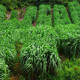 冷落草冬牧70高產(chǎn)牧草種子多年生黑麥草種子豬馬牛羊魚草籽皆喜愛四季 進口黑麥草/斤(多年生)