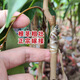 正宗嫁接紅毛丹樹(shù)苗南方種植當年結果毛荔枝苗地栽盆栽果樹(shù)苗 精品紅毛丹荔枝嫁接苗1顆 80-99公分高(當年結果)