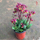春花妙意室內綠植盆栽花卉長(cháng)壽花重瓣帶花苞花盆栽花帶原土帶花苞發(fā)貨 宮燈長(cháng)壽4 帶盆栽好