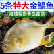 順豐速運金鯧魚(yú)新鮮冷凍特大號深海昌魚(yú)平魚(yú)海魚(yú)類(lèi)海鮮水產(chǎn) 大號【0.8-1斤】 6條裝
