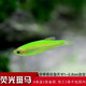 卡奇魚(yú) 小型熱帶魚(yú) 斑馬魚(yú) 群游燈科魚(yú) 卵生魚(yú) 觀(guān)賞魚(yú) 淡水魚(yú)好養耐活魚(yú) 蘋(píng)果綠斑馬10條