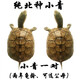 詩軒小青頭龜苗北種龜 皖南小青苗 黃金龜小青活體 寵物龜烏龜活體 6-7厘 兩只 情侶一對