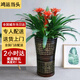 綠韻花田【兩小時達】發(fā)財樹金錢樹散尾葵天堂鳥大型室內開業(yè)送禮好養(yǎng)綠植 鴻運當頭三株