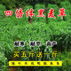 萌蘊(yùn)（MengYun）多年生牧草種子四季種植耐寒耐旱高產(chǎn)牧草種籽南北方黑麥草草籽豬 進(jìn)口四倍體黑麥草一斤