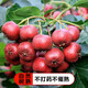 看得健【小喬農(nóng)場(chǎng)】山楂果新鮮山楂鮮果冰糖葫蘆紅果孕婦水果酸甜 山楂大果5斤裝
