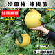 沙田柚子樹(shù)苗薄皮紅心柚子果樹(shù)苗大果紅心蜜柚盆地栽南北方種植 3年柚子樹(shù)苗后年結果