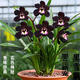 皇冠能（HUANGGUANNENG）花期帶花苞四季蘭濃香型猴面名貴花卉蘭花大全四季開(kāi)花室內 黑雪姬 1苗新手試養