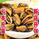 食懷淡菜干特大 500克 海虹干貽貝青口貝殼菜海虹干海鮮干貨 中大號海虹500克