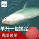 品田 黃尾 青尾餌料濃腥香料野釣湖庫鲴魚(yú)鯽魚(yú)食單開(kāi)拉餌釣魚(yú)餌料窩料釣餌 【青尾黃尾】（1包餌料+2包窩料）